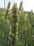 Wheat & aphids